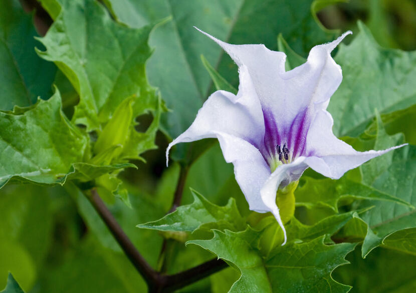 Fuchsia Datura datura
